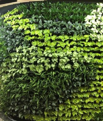 Interior Living Walls | Greenwalls By Botanical Designs - VM Ware
