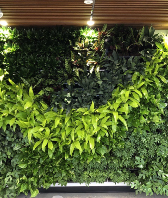 Interior Living Walls | Greenwalls By Botanical Designs - Twinstrand