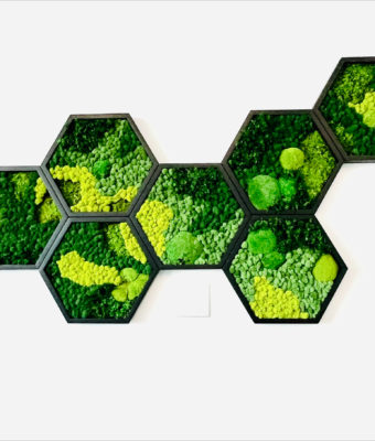 Preserved Mixed Moss Walls in Hex Frames| Greenwalls By Botanical Designs - 1930 Boren