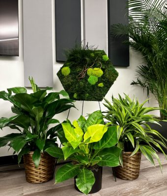 Preserved Mixed Moss and Folia Walls | Greenwalls By Botanical Designs - Ted Talk Hex & Plants